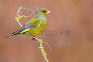 Foto di Verdone (Chloris chloris)