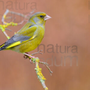 Foto di Verdone (Chloris chloris)