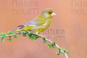 Foto di Verdone (Chloris chloris)