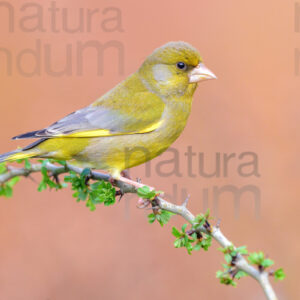 Foto di Verdone (Chloris chloris)