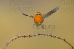 Foto di Pettirosso (Erithacus rubecola)