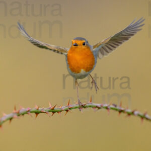 Foto di Pettirosso (Erithacus rubecola)
