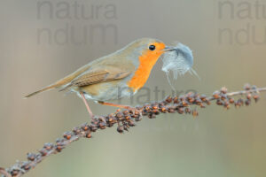 Foto di Pettirosso (Erithacus rubecola)