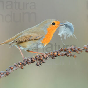 Foto di Pettirosso (Erithacus rubecola)