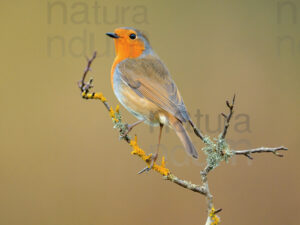 Foto di Pettirosso (Erithacus rubecola)