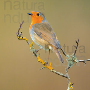 Foto di Pettirosso (Erithacus rubecola)