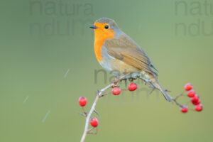 Foto di Pettirosso (Erithacus rubecola)