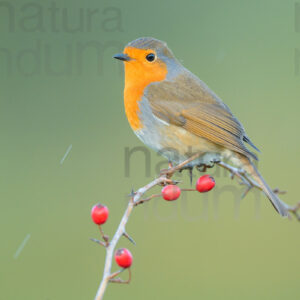 Foto di Pettirosso (Erithacus rubecola)
