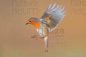 Foto di Pettirosso (Erithacus rubecola)