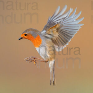 Foto di Pettirosso (Erithacus rubecola)