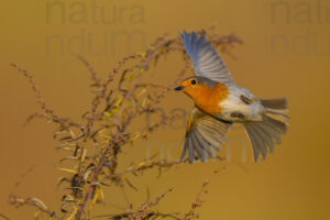 Foto di Pettirosso (Erithacus rubecola)