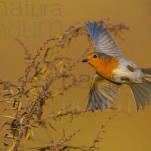 Foto di Pettirosso (Erithacus rubecola)