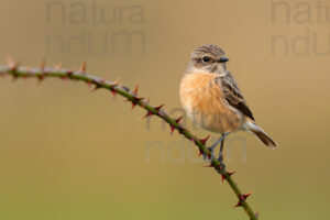 Foto di Saltimpalo (Saxicola rubicola)