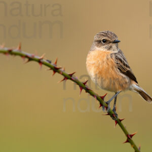 Foto di Saltimpalo (Saxicola rubicola)