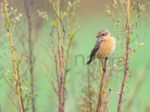 Foto di Saltimpalo (Saxicola rubicola)