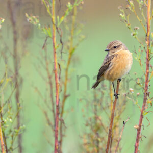 Foto di Saltimpalo (Saxicola rubicola)