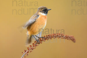 Foto di Saltimpalo (Saxicola rubicola)