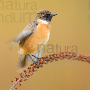 Foto di Saltimpalo (Saxicola rubicola)
