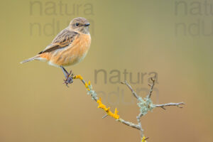 Foto di Saltimpalo (Saxicola rubicola)