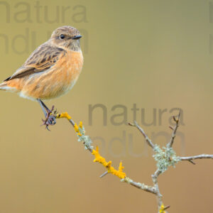 Foto di Saltimpalo (Saxicola rubicola)