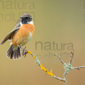 Foto di Saltimpalo (Saxicola rubicola)