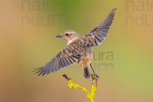 Foto di Saltimpalo (Saxicola rubicola)