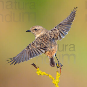 Foto di Saltimpalo (Saxicola rubicola)