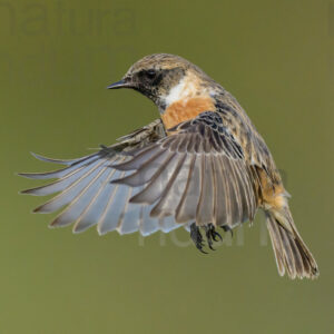 Foto di Saltimpalo (Saxicola rubicola)