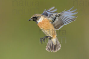 Foto di Saltimpalo (Saxicola rubicola)