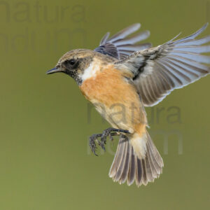 Foto di Saltimpalo (Saxicola rubicola)