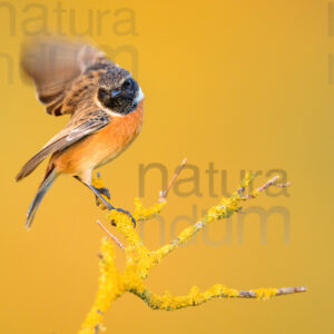 Foto di Saltimpalo (Saxicola rubicola)
