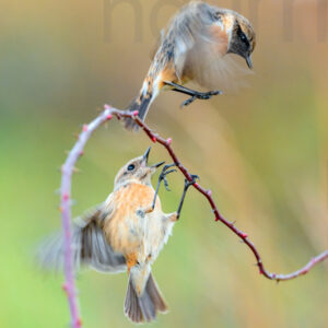 Foto di Saltimpalo (Saxicola rubicola)