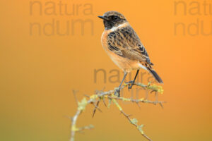 Foto di Saltimpalo (Saxicola rubicola)