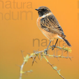 Foto di Saltimpalo (Saxicola rubicola)
