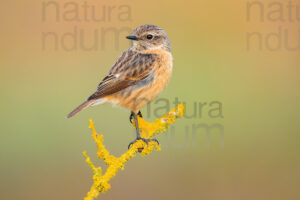 Foto di Saltimpalo (Saxicola rubicola)