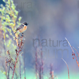 Foto di Saltimpalo (Saxicola rubicola)