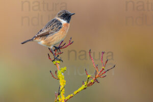 Foto di Saltimpalo (Saxicola rubicola)
