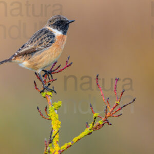 Foto di Saltimpalo (Saxicola rubicola)