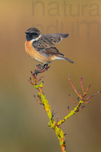 Foto di Saltimpalo (Saxicola rubicola)