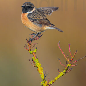 Foto di Saltimpalo (Saxicola rubicola)