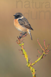 Foto di Saltimpalo (Saxicola rubicola)