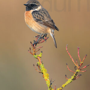Foto di Saltimpalo (Saxicola rubicola)