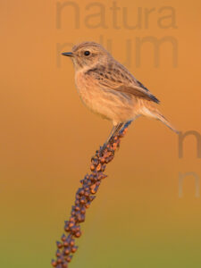Foto di Saltimpalo (Saxicola rubicola)
