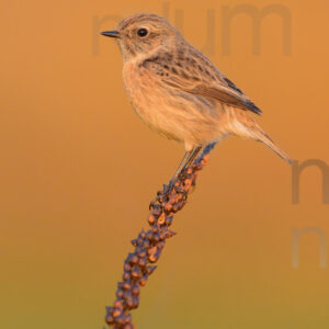 Foto di Saltimpalo (Saxicola rubicola)