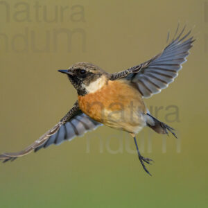Foto di Saltimpalo (Saxicola rubicola)
