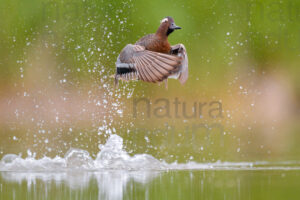 Foto di Marzaiola (Anas querquedula)