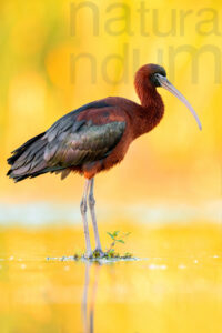 Foto di Mignattaio (Plegadis falcinellus)