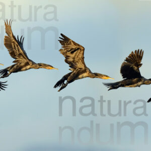 Foto di Cormorano (Phalacrocorax carbo)
