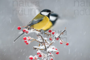 Foto di Cinciallegra (Parus major)