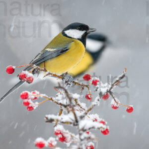 Foto di Cinciallegra (Parus major)